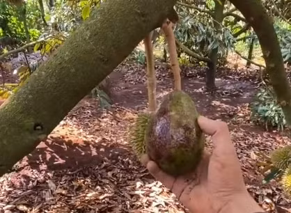 Hóa ra, ngay trên cây sầu riêng, ở bên cạnh một trái sầu riêng be bé là một... trái bơ đang chín, mọc ra từ cuống sầu riêng.