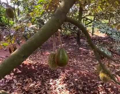 Nhưng "giật gân" hơn là trong lúc đi thăm vườn, anh bắt gặp một trái sầu riêng "đột biến" trong vườn.