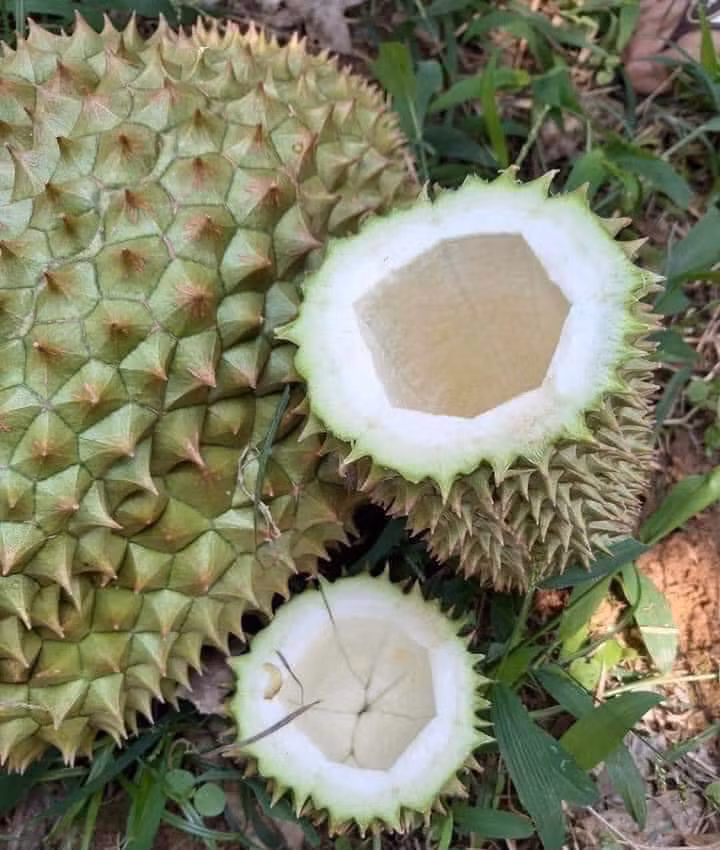 Bên cạnh màn "chốt deal" đầy tiếng cười, một số dân mạng cho biết ý kiến rằng có lẽ đây là trò câu like được keo 502 "tài trợ".