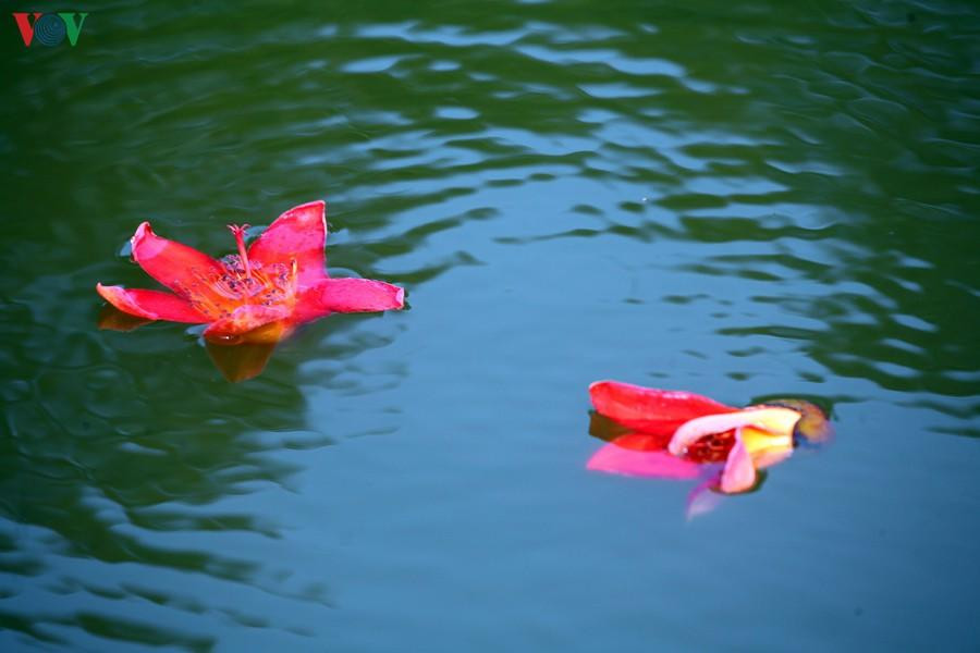 Những bông hoa rụng trên mặt hồ vẫn như cồn cào thắp lửa