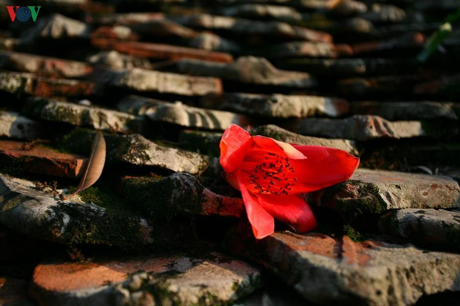 Hoa rụng trên mái cầu cổ “Nhật Tiên Kiều” như một dấu lặng gợi chút bâng khuâng.