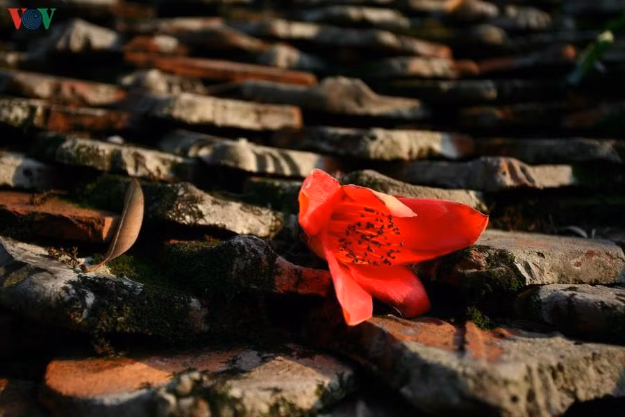 Hoa rụng trên mái cầu cổ “Nhật Tiên Kiều” như một dấu lặng gợi chút bâng khuâng.