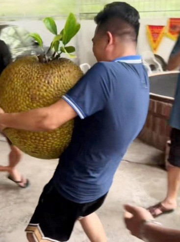 Để giải đáp sự tò mò của netizen, mới đây ông Phạm Văn Thiệu (64 tuổi, quê Hải Dương), chủ nhân của cây mít “có một không hai” đã chính thức bổ quả mít cỡ đại.