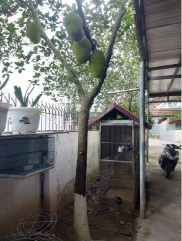 Vì đất hẹp nên cây mít là loại cây ăn quả duy nhất trong nhà của ông Thiệu. Ông cũng không có ý định trồng thêm cây nào khác bởi: “Chỉ một cây mít này thôi cũng quý lắm rồi”.