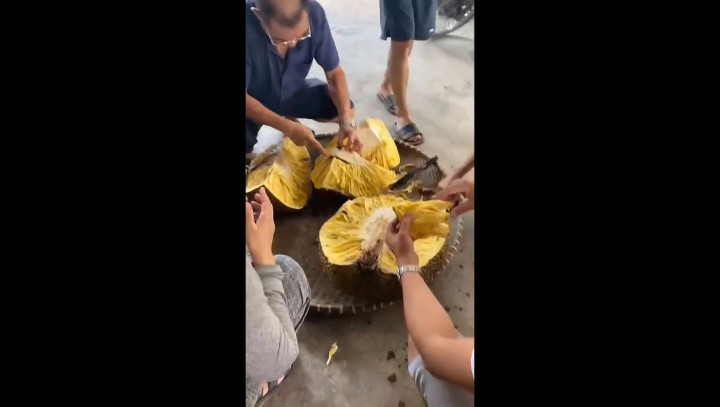 Sáng nay, bạn bè, hàng xóm ùn ùn kéo đến xem ông Thiệu bổ quả mít “khủng”. Khi bổ ra, ai nấy đều bất ngờ và vui mừng vì chất lượng mít quá xuất sắc.