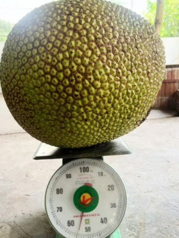 Rất nhiều người tò mò mùi vị và hình ảnh bên trong quả mít “khủng” này sẽ ra sao với cân nặng khủng của mình.