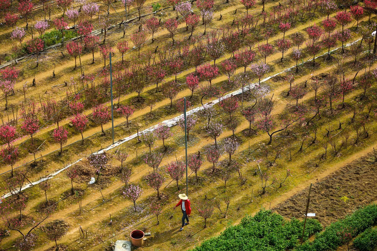 Thời tiết ấm áp khiến đào bung nở sắc hồng, tô điểm cho cái Tết đang đến thật gần.