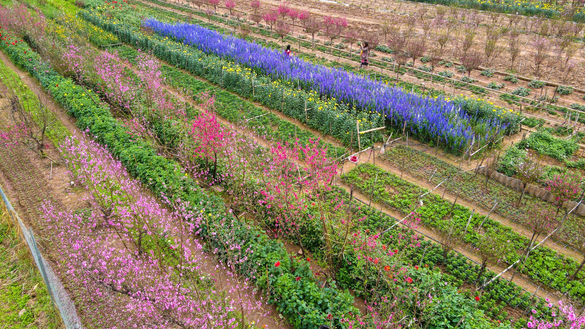 Làng đào Phú Thượng thuộc địa bàn quận Tây Hồ, hợp thành từ 3 ngôi làng nhỏ là Phú Xá, Phú Gia và Thụy Tiến.