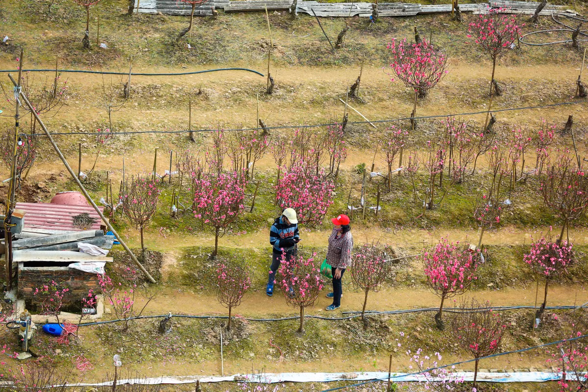 Vườn đào Nhật Tân và Phú Thượng được biết đến là nơi trồng nhiều đào lâu năm và có tiếng nhất miền Bắc. Đào ở đây nổi tiếng với những cánh hoa to, đẹp và dày mà không vùng nào có được.