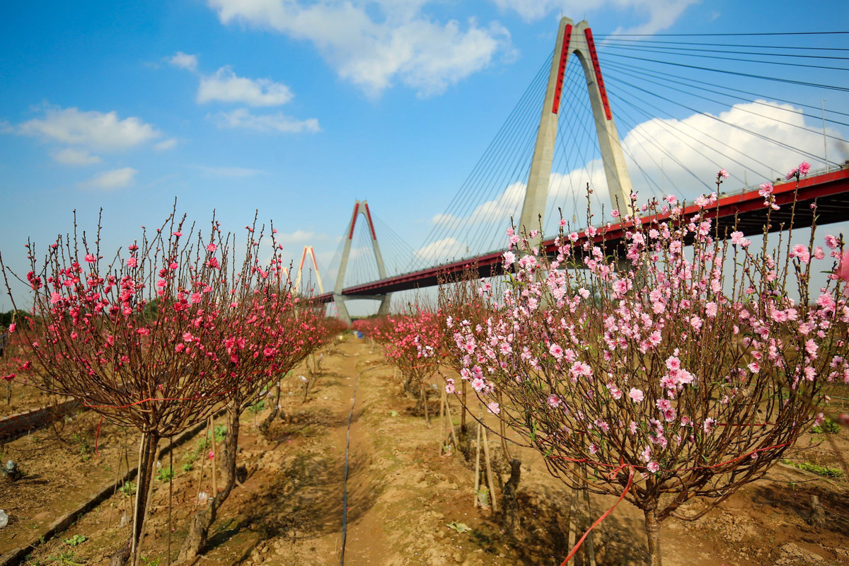 Ngày trước, vườn hoa đào Phú Thượng có diện tích khá lớn, còn ngày nay, diện tích làng đào Phú Thượng có phần thu hẹp lại. Tuy nhiên điều này không ảnh hưởng đến vẻ đẹp và chất lượng của làng đào Phú Thượng.