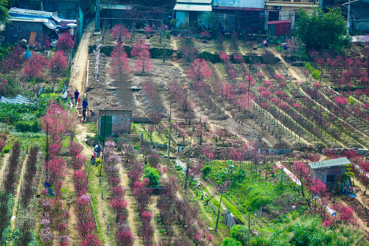 Những bức ảnh góc cao nhìn xuống vườn đào Nhật Tân và Phú Thượng năm nay thu hút được sự chú ý của rất nhiều người.
