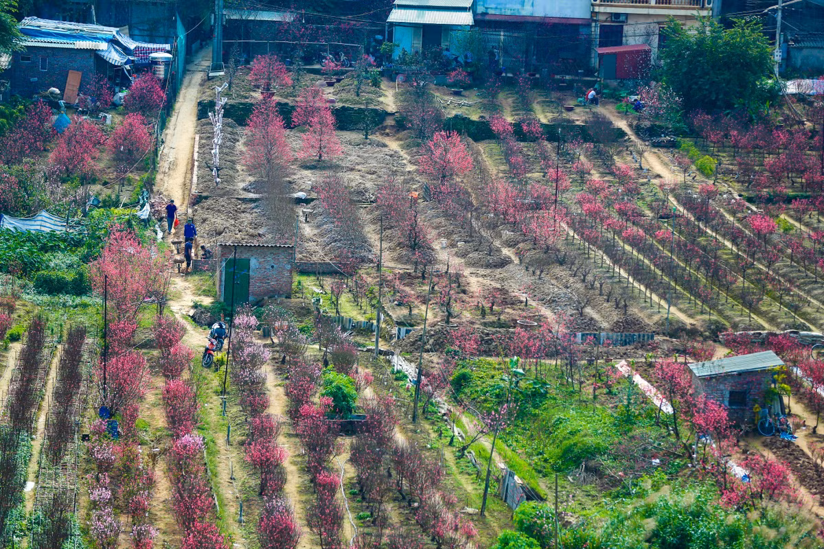 Những bức ảnh góc cao nhìn xuống vườn đào Nhật Tân và Phú Thượng năm nay thu hút được sự chú ý của rất nhiều người.