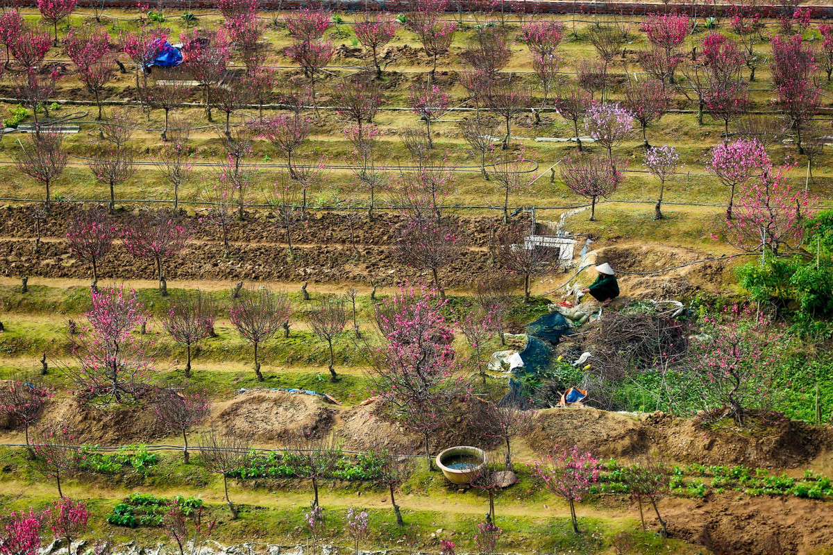 Vườn đào Phú Thượng cũng là vườn hoa đào ở Hà Nội đẹp và nổi tiếng, được nhiều du khách đến mua hoa, tham quan và chụp ảnh những dịp Tết đến.