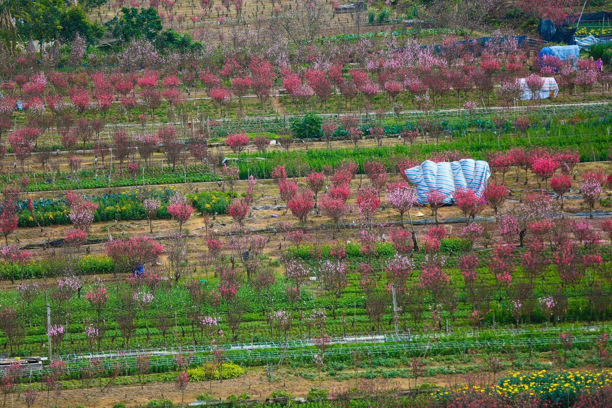 Tuy không nổi tiếng như Nhật Tân, song làng đào Phú Thượng vẫn luôn là điểm đến ở Hà Nội đẹp thu hút du khách.