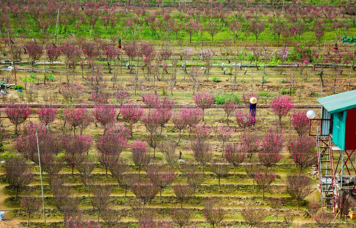Từ góc cao nhìn những luống đào của vườn đào Nhật Tân và Phú Thượng trở nên vô cùng độc đáo.