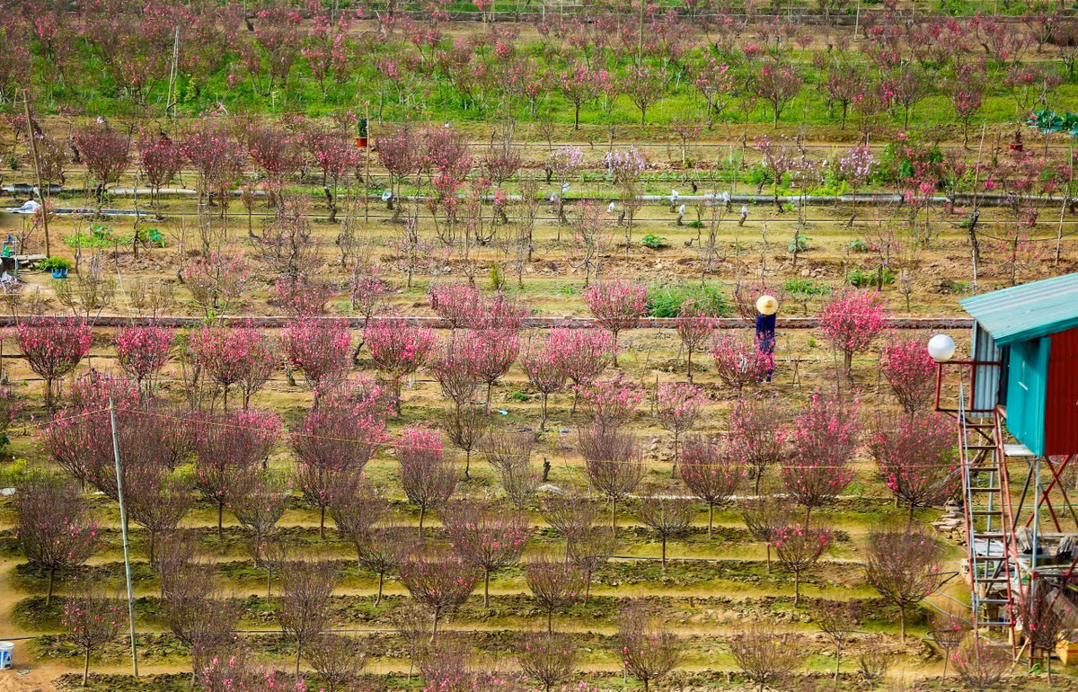 Từ góc cao nhìn những luống đào của vườn đào Nhật Tân và Phú Thượng trở nên vô cùng độc đáo.