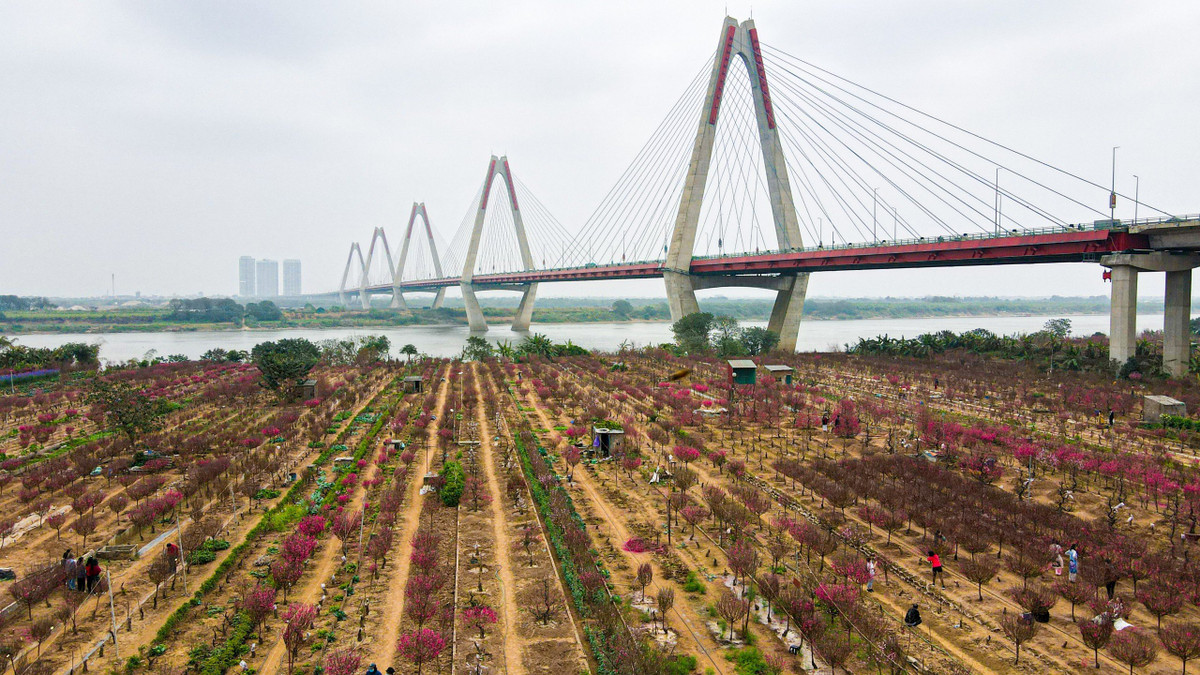 Mỗi dịp cuối năm, vườn đào Nhật Tân và Phú Thượng lại thu hút lượng khách lớn đến để chọn mua những cây đào đẹp, hoặc chụp ảnh lưu giữ lại những khoảnh khắc đẹp với đào đang nở hoa rực rỡ.