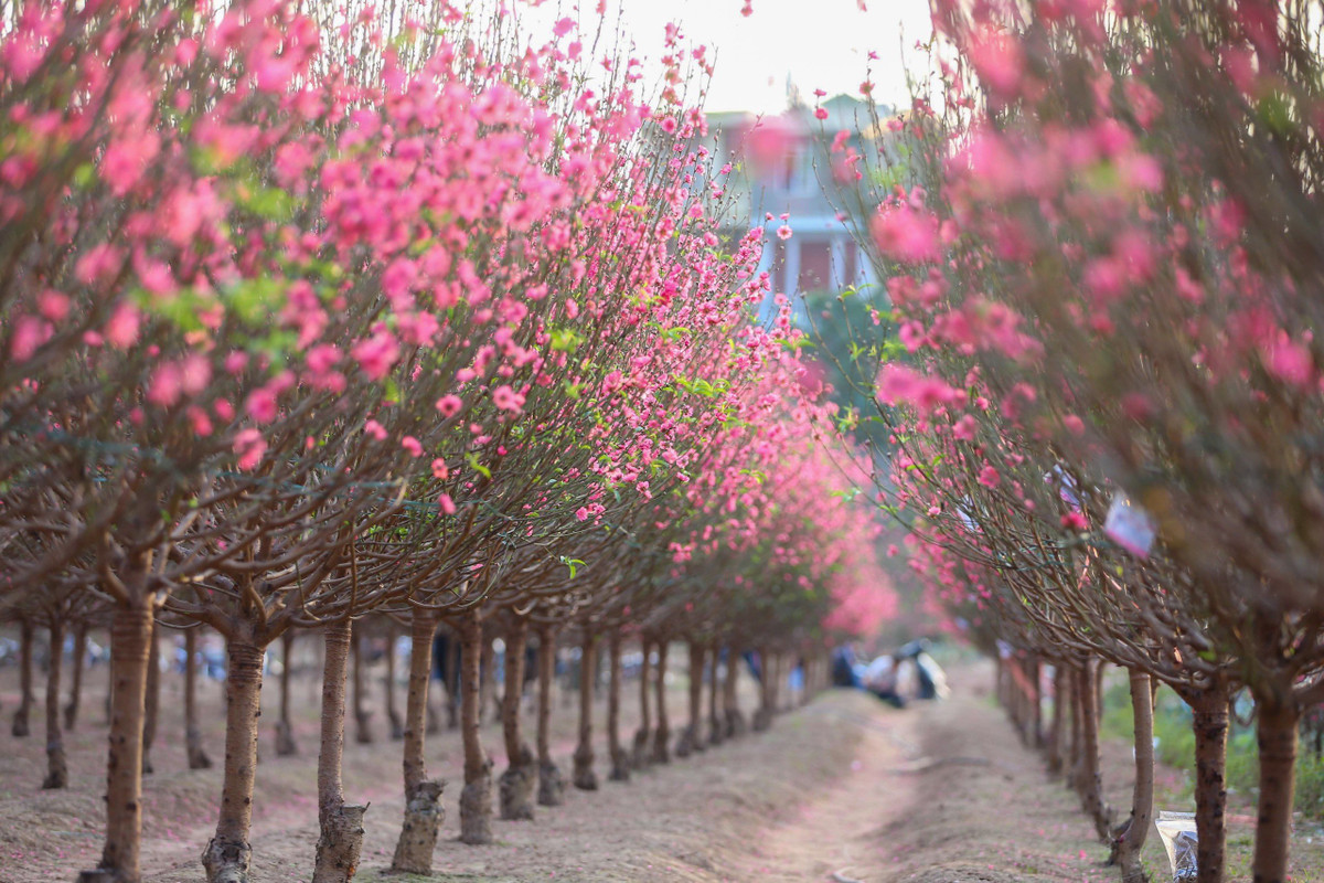 Làng đào Nhật Tân – Phú Thượng từ góc cao, mới lạ ra sao? Lang dao Nhat Tan – Phu Thuong tu goc cao, moi la ra sao?