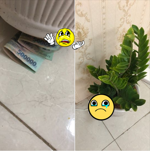 Ông chồng bất ngờ chăm chỉ mua cây xanh trong nhà, người vợ tỏ ra hoài nghi. Hóa ra đây là nguyên nhân.