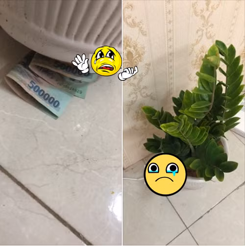 Ông chồng bất ngờ chăm chỉ mua cây xanh trong nhà, người vợ tỏ ra hoài nghi. Hóa ra đây là nguyên nhân.