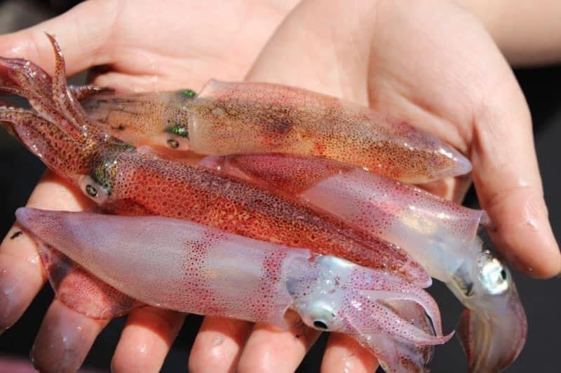 Con nhay tanh tach, tien trieu moi kg van khong co de ban-Hinh-7