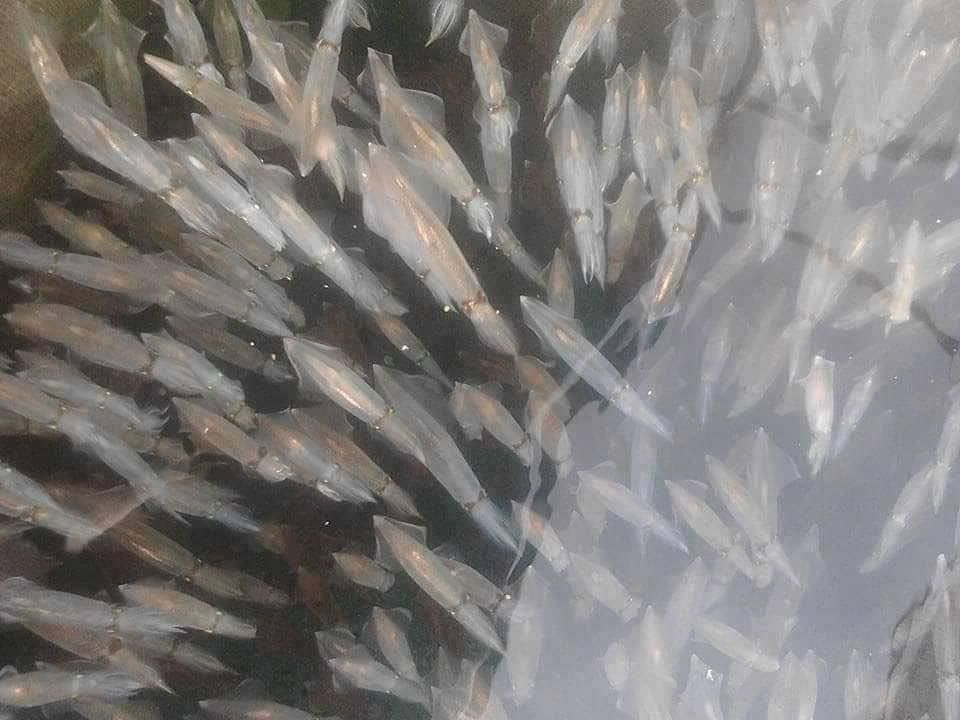 Con nhay tanh tach, tien trieu moi kg van khong co de ban-Hinh-6