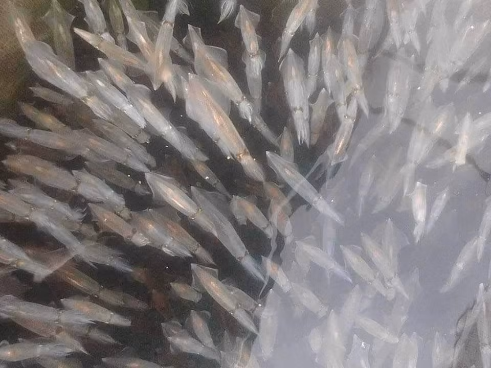 Con nhay tanh tach, tien trieu moi kg van khong co de ban-Hinh-6