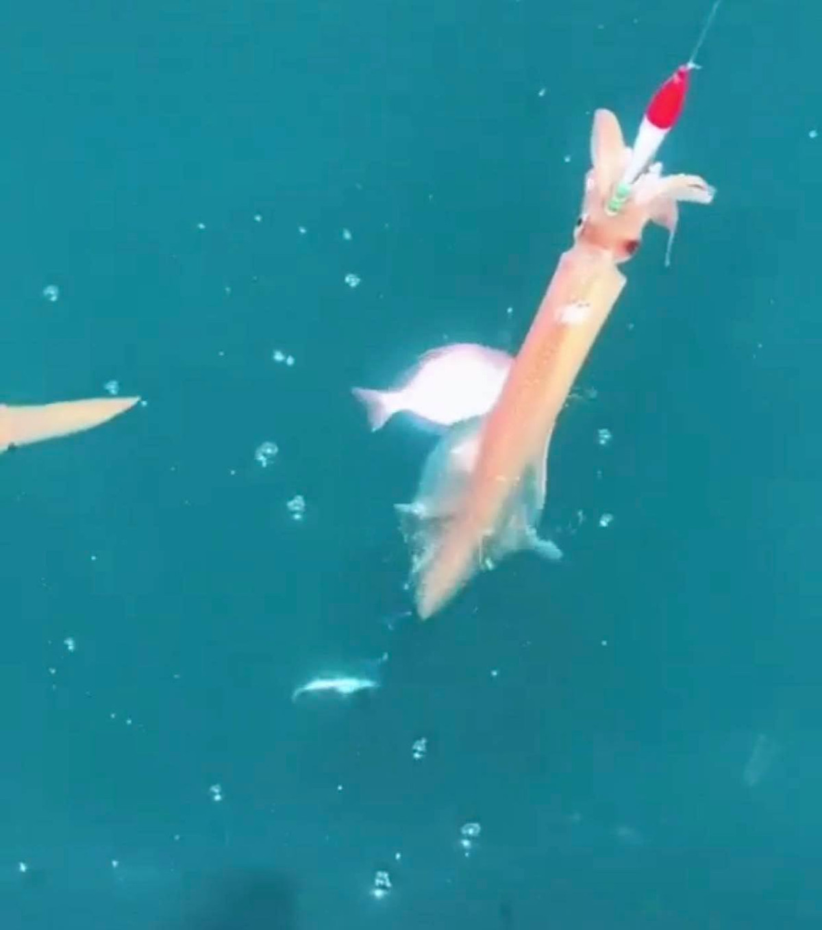 Con nhay tanh tach, tien trieu moi kg van khong co de ban-Hinh-4