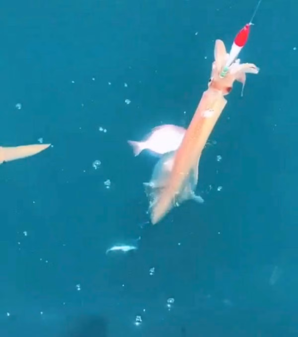 Con nhay tanh tach, tien trieu moi kg van khong co de ban-Hinh-4