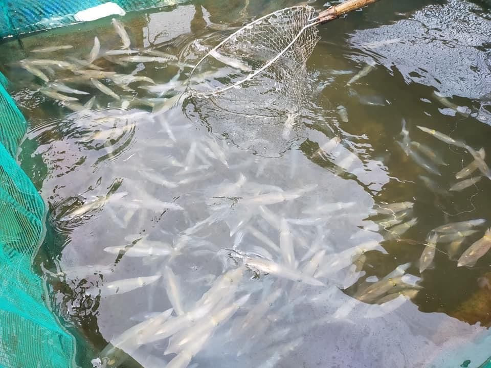 Con nhay tanh tach, tien trieu moi kg van khong co de ban-Hinh-5