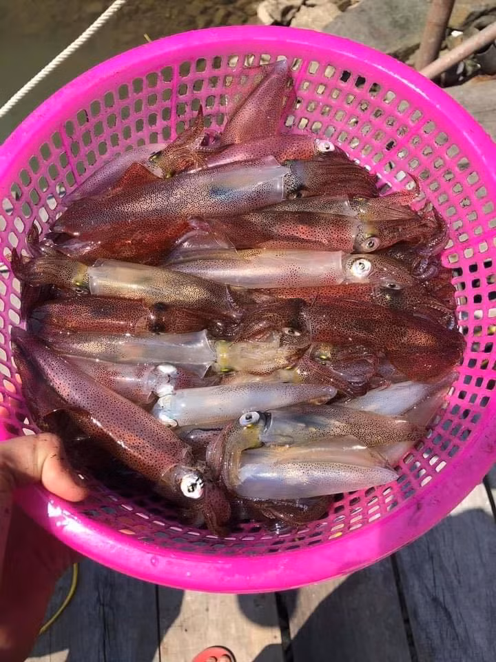 Con nhay tanh tach, tien trieu moi kg van khong co de ban-Hinh-8