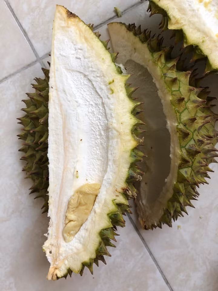 Giống sầu riêng Ri6 dễ dàng nhận biết bởi hình dáng bầu dục, phần đáy hẹp, vỏ quả mỏng và có màu vàng ngả xanh đặc trưng.