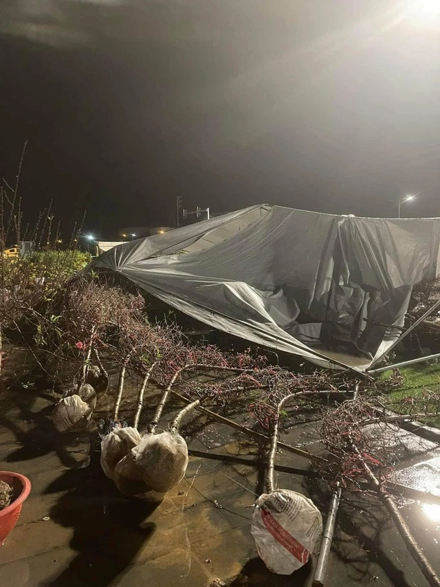 Đào đổ rạp, lều bạt sập khi gió mùa về lúc rạng sáng 26/1.