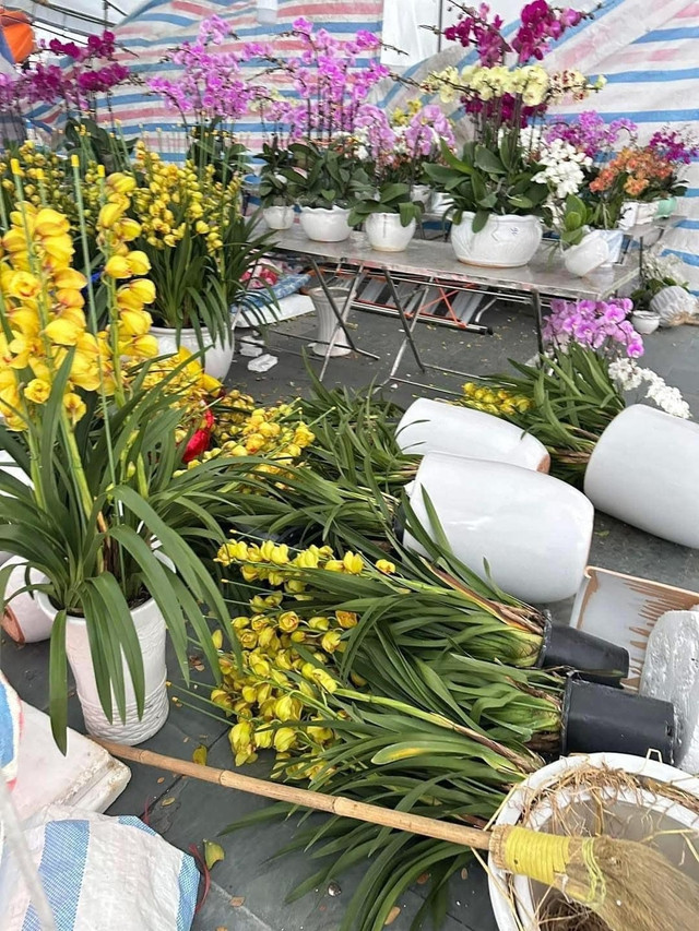 Ngay cả những chậu địa lan cũng bị đổ...