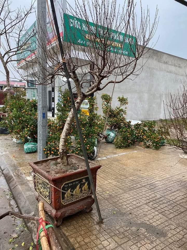 Nhiều người để lại dòng bình luận chia sẻ, mong những người trồng và buôn bán hoa cây cảnh vượt qua giai đoạn khó khăn.