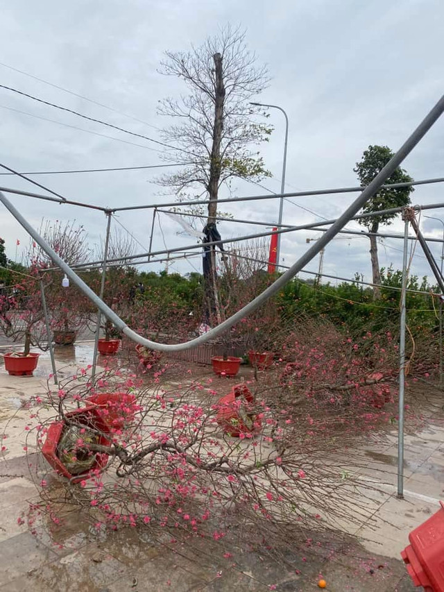 Nhiều chậu cây đào bị đổ, gãy không thể tiếp tục bày bán gây thiệt hại cho các tiểu thương.