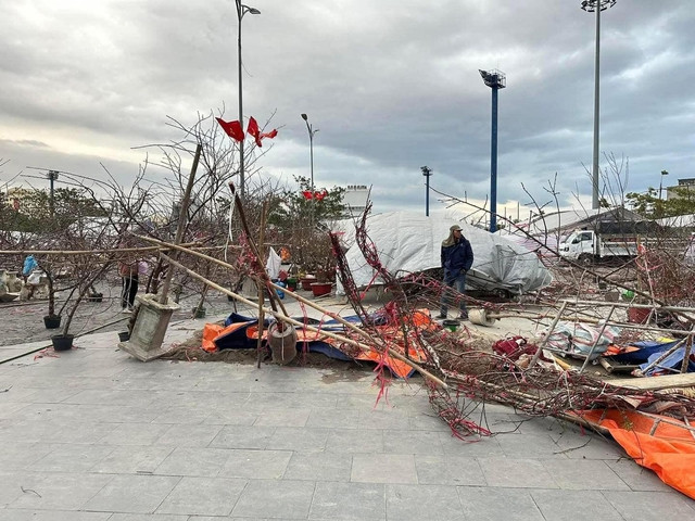 Đồng thời, nhiều người cũng bày tỏ mong muốn người dân nếu có ý định mua hoa cây cảnh về chưng Tết thì hãy chủ động mua sớm, vừa chọn được cây ưng ý vừa hỗ trợ một phần cho người bán. Tránh tình trạng chờ đến chiều 29-30 Tết mới đi mua.