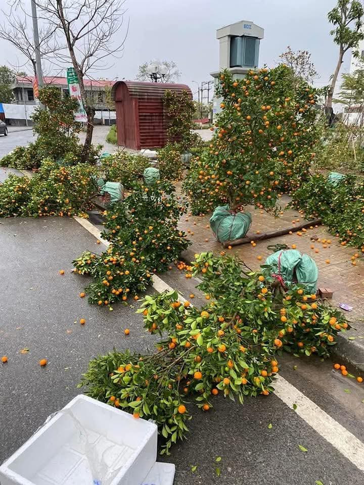 Sáng sớm nhìn hàng loạt các chậu hoa cây cảnh được bày bán ngoài trời bị gió quật đổ ngả nghiêng, hư hỏng, nhiều người không khỏi xót xa.