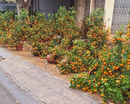 Khi đã cố gắng chăm bón lại luống hoa để kịp phục vụ đợt Tết Nguyên đán Ất Tỵ thì lại gặp thời tiết cực đoan.