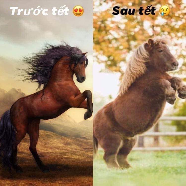 Hơn nữa, bánh chưng, giò, xôi,...nhưng thực phẩm ngày Tết đều khiến cơ thể tăng cân vù vù.