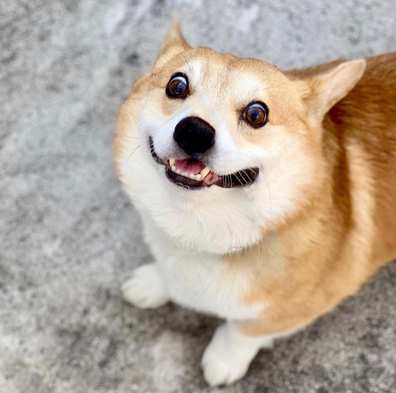 Gia đình của chú chó cho biết, dù rất đau lòng nhưng họ cảm thấy được an ủi khi biết rằng Gen được rất nhiều người yêu quý.