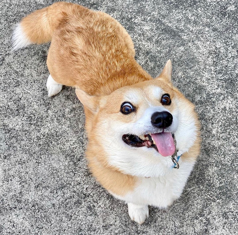 Mới đây thông tin "Thánh biểu cảm" Corgi có tên Gen không còn nữa khiến nhiều fan hâm mộ của chú chó này trên thế giới vô cùng nuối tiếc.