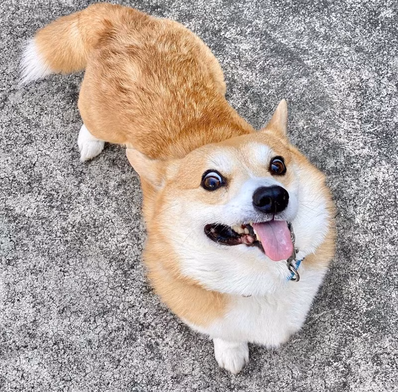 Mới đây thông tin "Thánh biểu cảm" Corgi có tên Gen không còn nữa khiến nhiều fan hâm mộ của chú chó này trên thế giới vô cùng nuối tiếc.