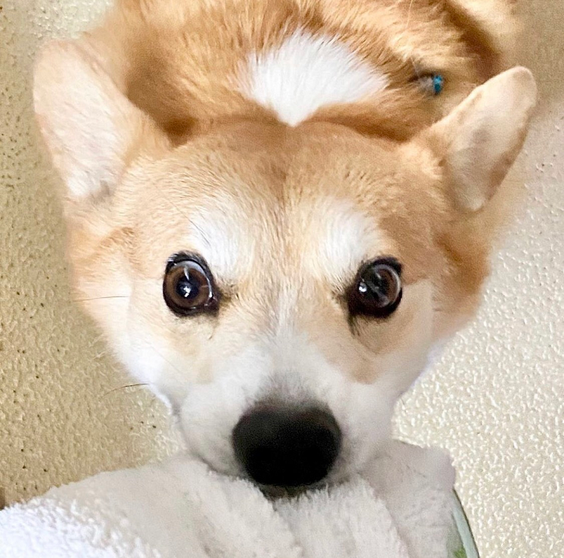 Chủ nhân của chú chó đã chia sẻ thông tin này trên Instagram khiến nhiều người xúc động.