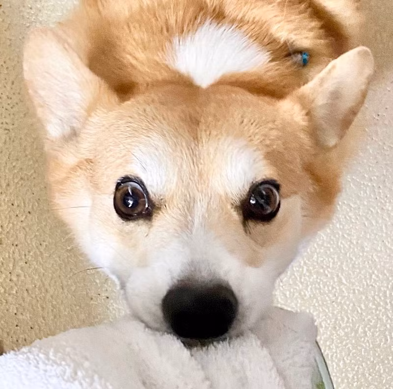 Chủ nhân của chú chó đã chia sẻ thông tin này trên Instagram khiến nhiều người xúc động.