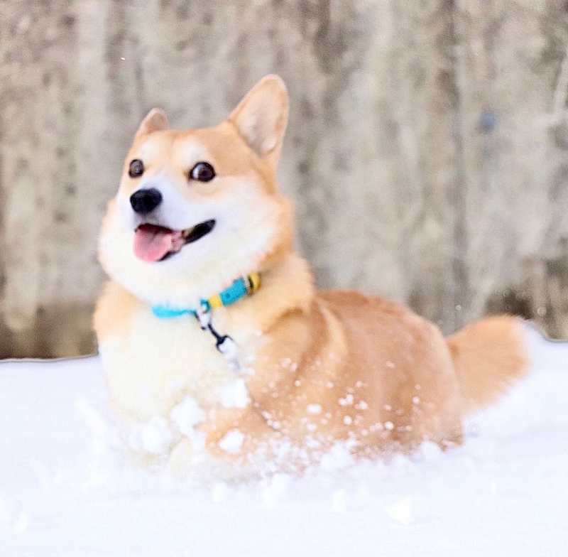 Chủ nhân của Gen chia sẻ: "Đây là cách chúng ta nhớ về em ấy: dũng cảm và tự do tự tại. Em luôn lạc quan trong suốt hành trình và khiến chúng ta mỉm cười vào những ngày tồi tệ nhất. Chúng tôi cảm ơn mọi người đã yêu quý và ủng hộ suốt nhiều năm qua. Tuy rất đau lòng nhưng thực sự cảm thấy được an ủi khi biết em ấy được yêu thích nhiều như vậy. Xin đừng nhớ em ấy với nỗi buồn mà hãy nhớ tới em ấy bởi sự vui vẻ, hạnh phúc"