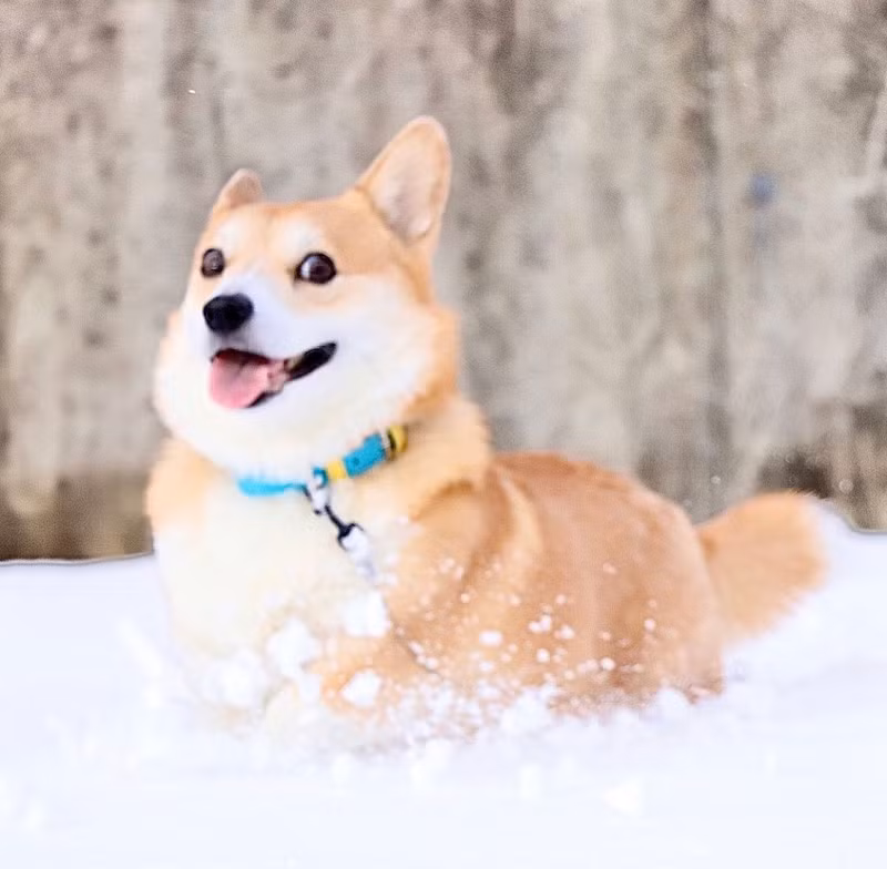 Chủ nhân của Gen chia sẻ: "Đây là cách chúng ta nhớ về em ấy: dũng cảm và tự do tự tại. Em luôn lạc quan trong suốt hành trình và khiến chúng ta mỉm cười vào những ngày tồi tệ nhất. Chúng tôi cảm ơn mọi người đã yêu quý và ủng hộ suốt nhiều năm qua. Tuy rất đau lòng nhưng thực sự cảm thấy được an ủi khi biết em ấy được yêu thích nhiều như vậy. Xin đừng nhớ em ấy với nỗi buồn mà hãy nhớ tới em ấy bởi sự vui vẻ, hạnh phúc"