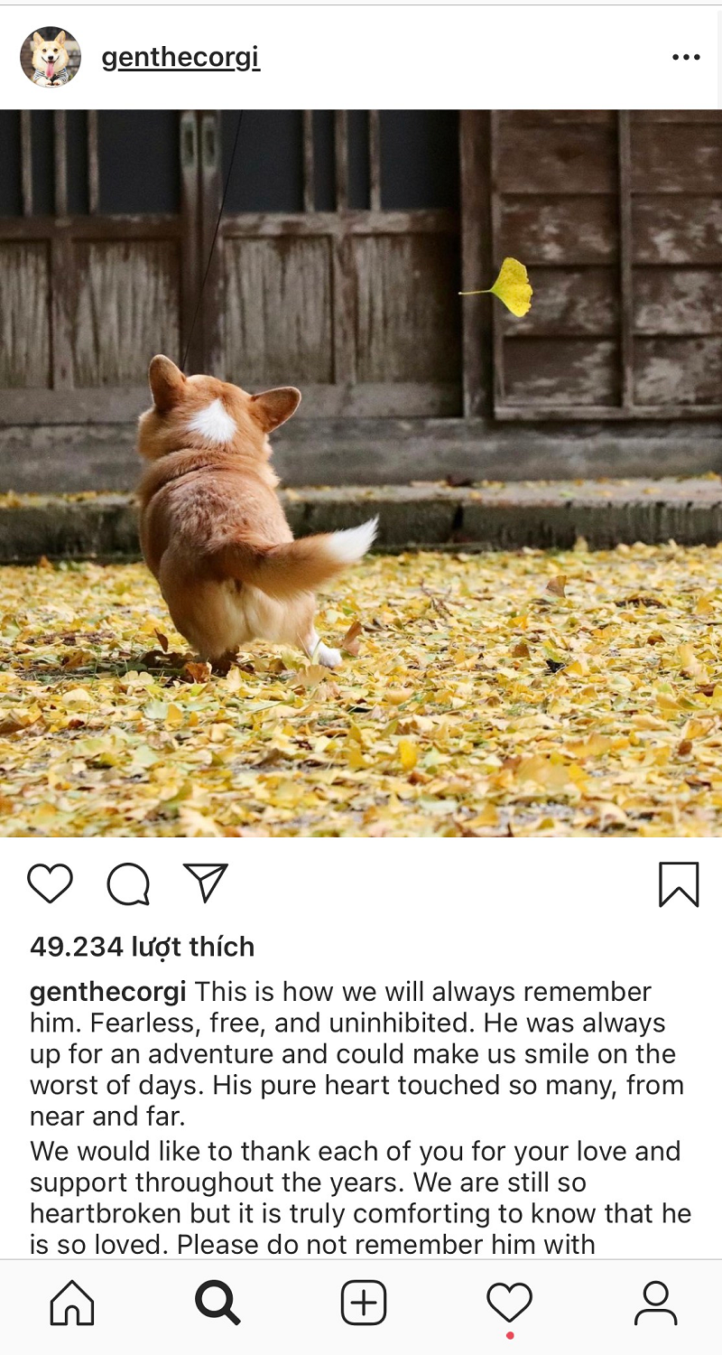 Gen hiện là một trong những chú chó biểu cảm nổi tiếng nhất trên mạng xã hội và đang sở hữu 202 ngàn lượt theo dõi trên Instagram (@genthecorgi) - một con số khổng lồ mà nhiều người mơ ước và vẫn đang tăng lên hàng ngày.