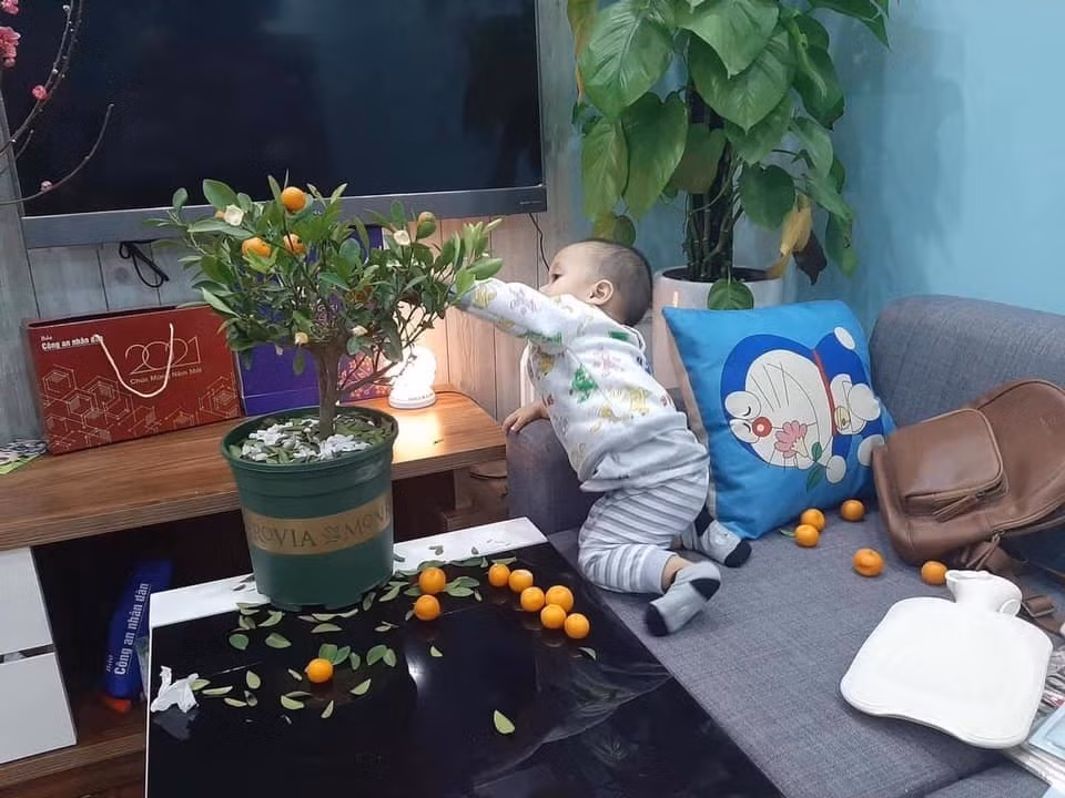 Đến hẹn lại lên, dân mạng lại chia sẻ hình ảnh về cây quất sau khi mua khiến nhiều người ngao ngán.