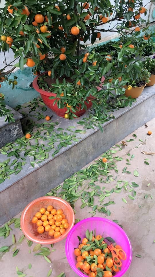 Bên dưới bài đăng, cư dân mạng đã để lại những bình luận hài hước rằng: "Nhìn cảnh này có khi vừa tức vừa buồn cười ý, đáng yêu thế không biết", "Giống nhà mình đợt đi mua quýt cảnh, kể từ đó không thấy có cây quýt nào trong nhà nữa, chưa hết mùng 1 con cháu đã vặt hết xuống."....